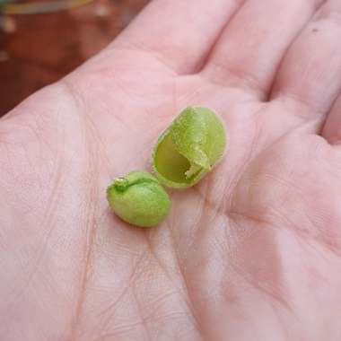 Cicer Arietinum
