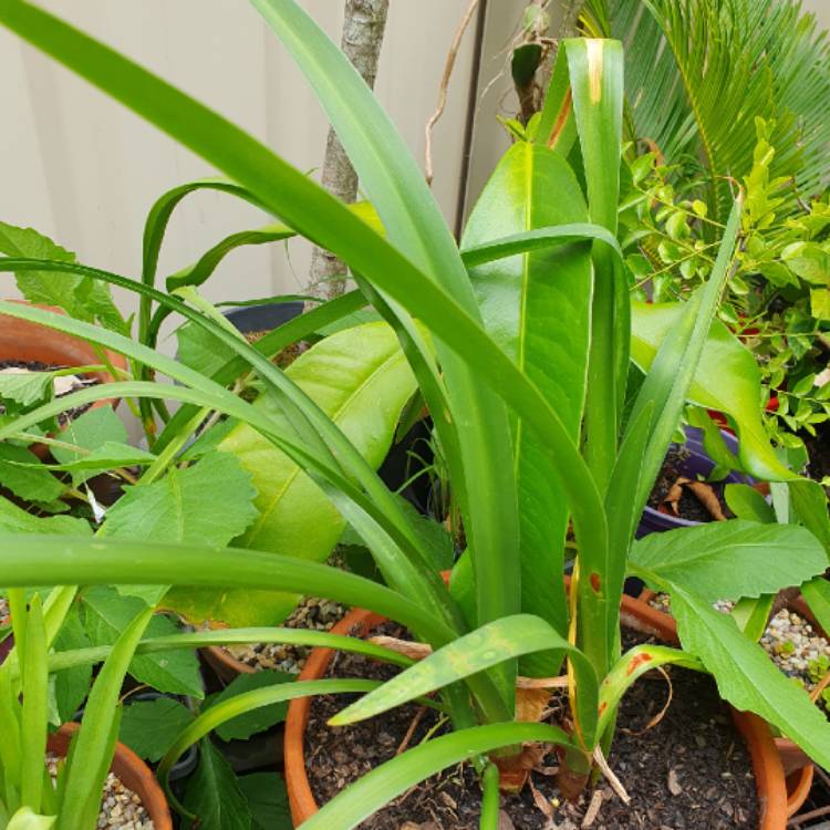 plant image 1643105
