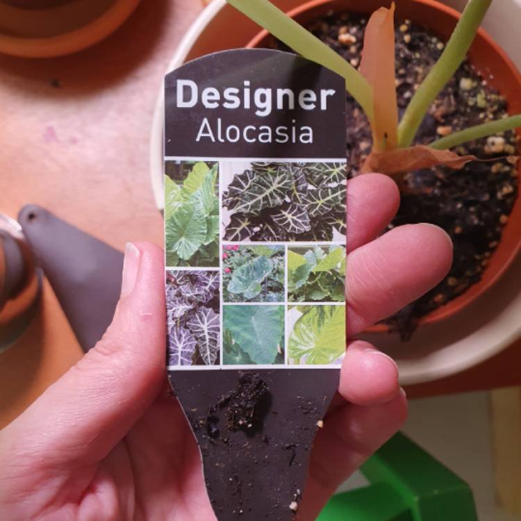 plant image 1643108