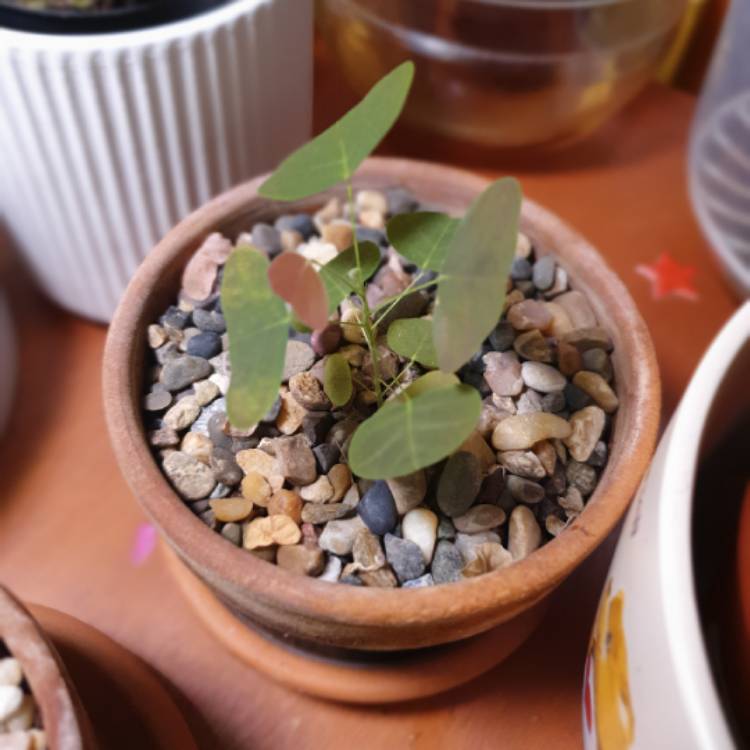 plant image 1643110 plant image 1643110
