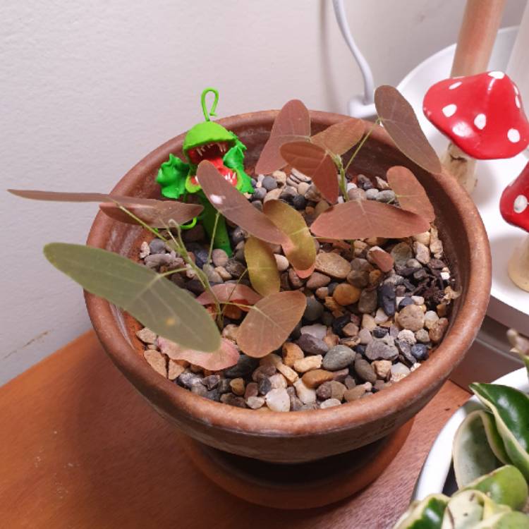 plant image 1643111 plant image 1643111