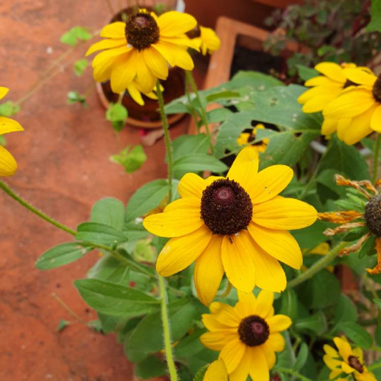 plant image 1643114 plant image 1643114