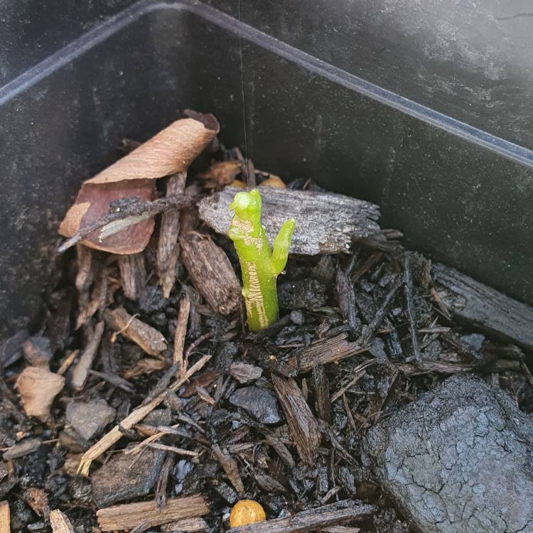plant image 1643960