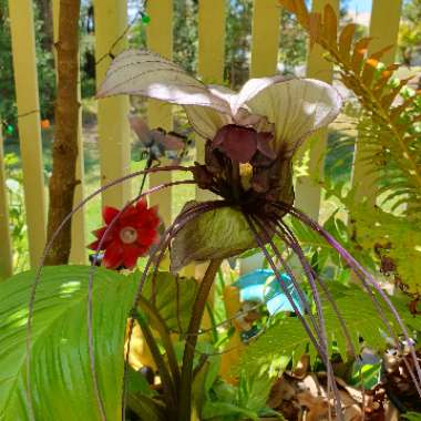 Tacca Integrifolia