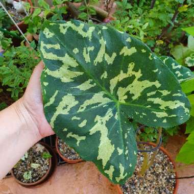 Caladium praetermissum