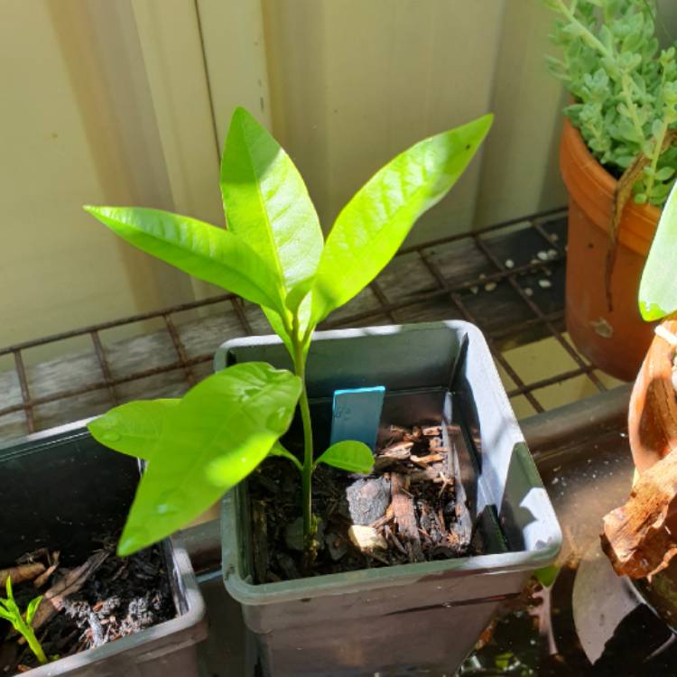 plant image 1647295