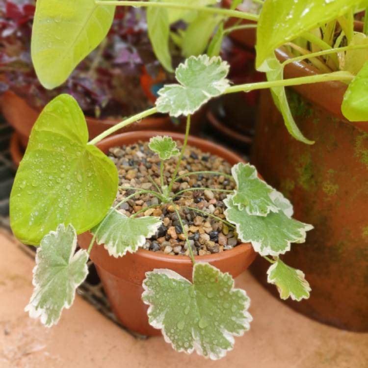 plant image 1658709