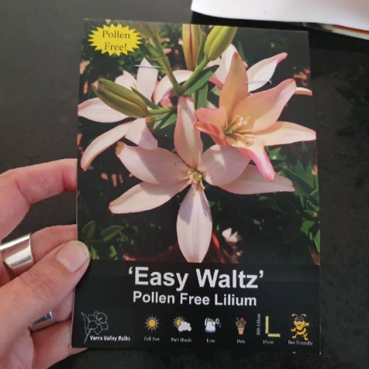 plant image 1684394
