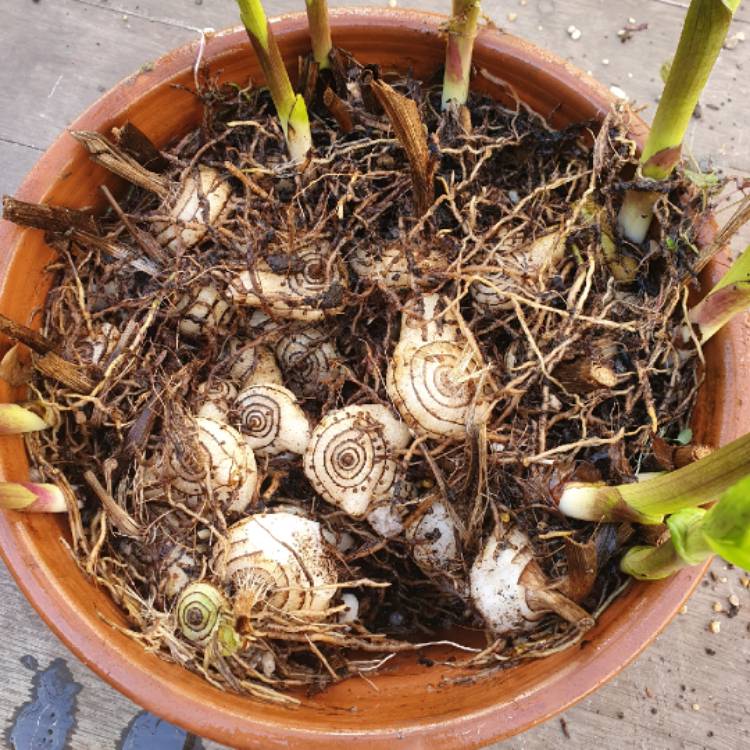 plant image 1684411 plant image 1684411