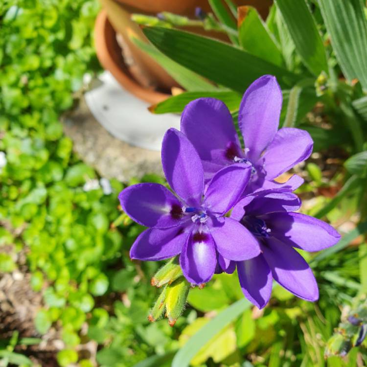 plant image 1685340 plant image 1685340