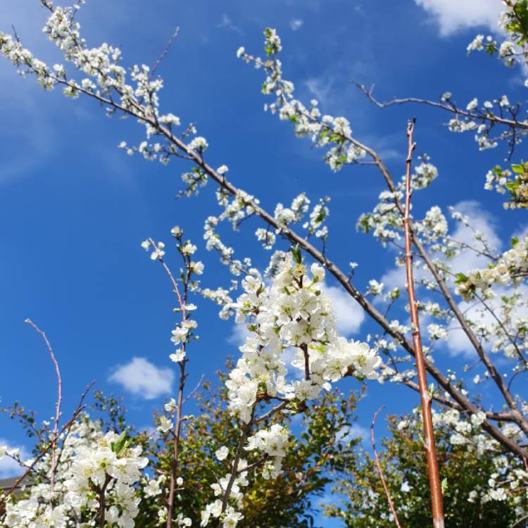 plant image 1685342