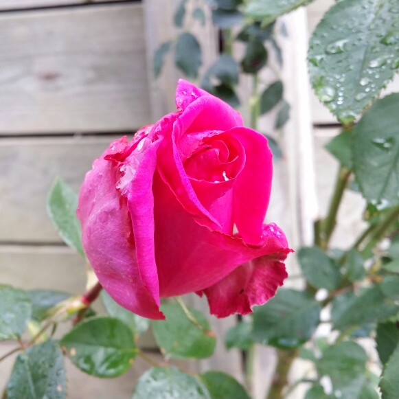 plant image 168604