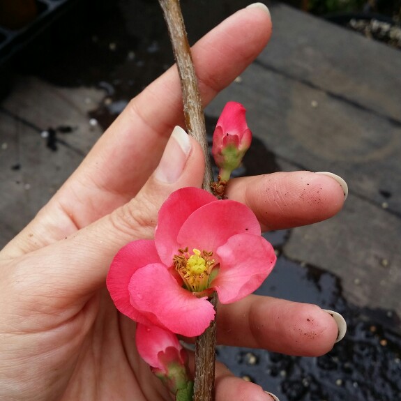 plant image 168607