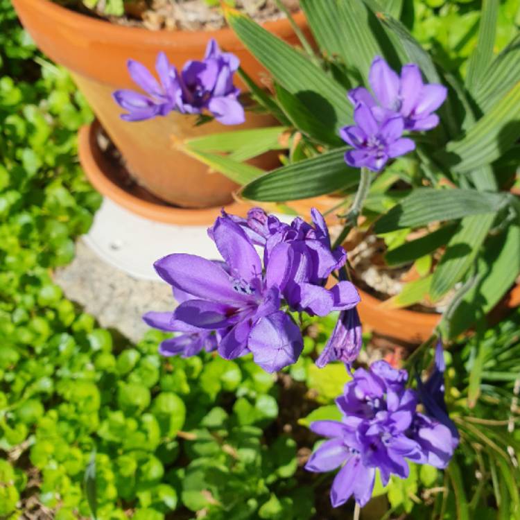 plant image 1686300 plant image 1686300