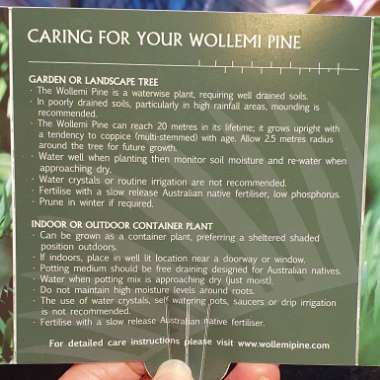 Wollemi Pine
