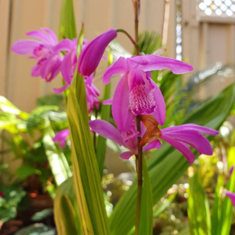 plant image 1687047 plant image 1687047