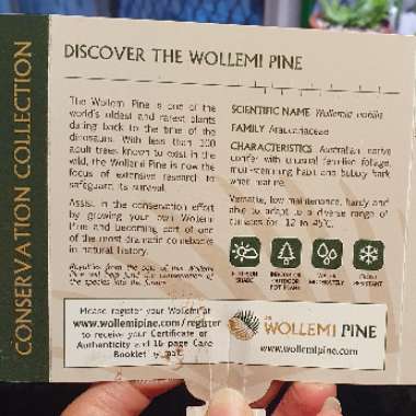 Wollemi Pine