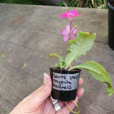 KathyB's plant