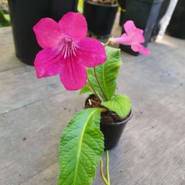 KathyB's plant