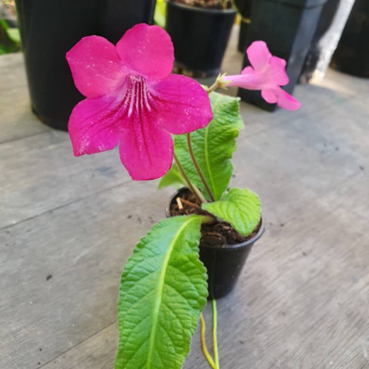 plant image 1688080