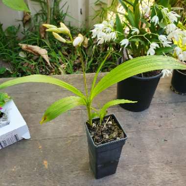 Bletilla striata (white)
