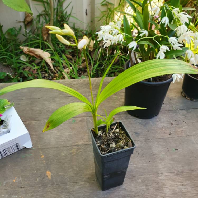 plant image 1688081