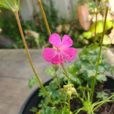 Cranesbill 'Westray'