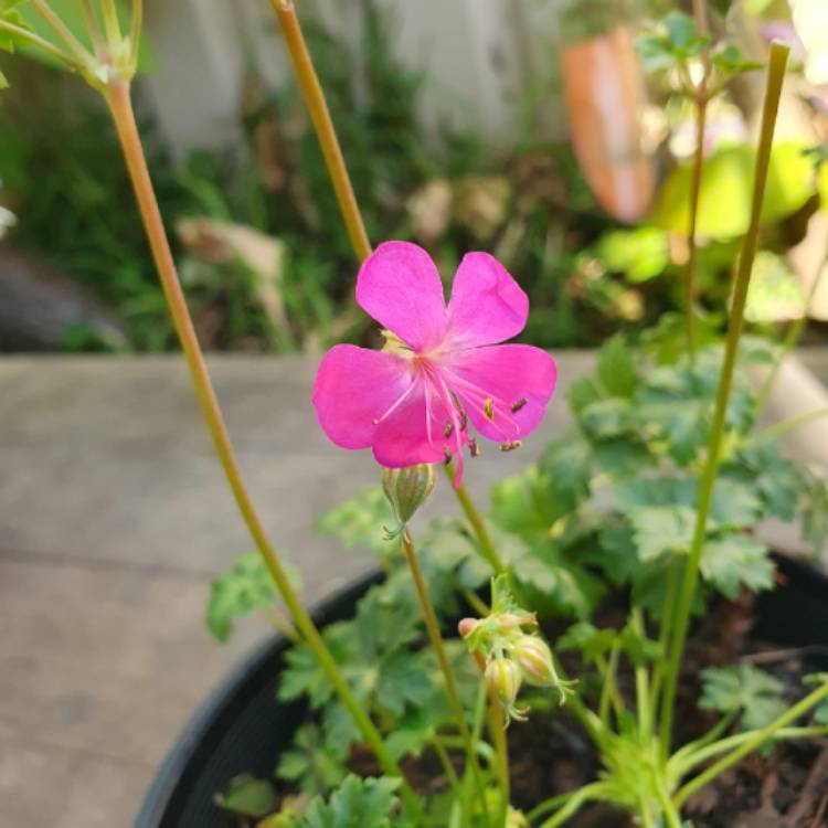 plant image 1688084