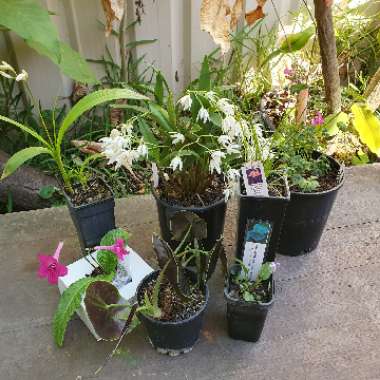 Kathy's garden
