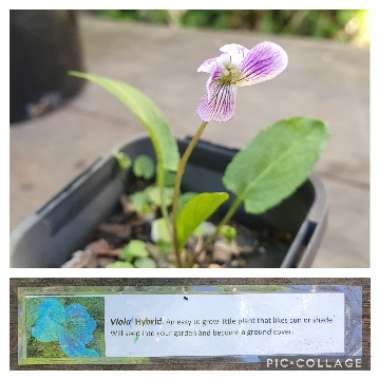 Violet