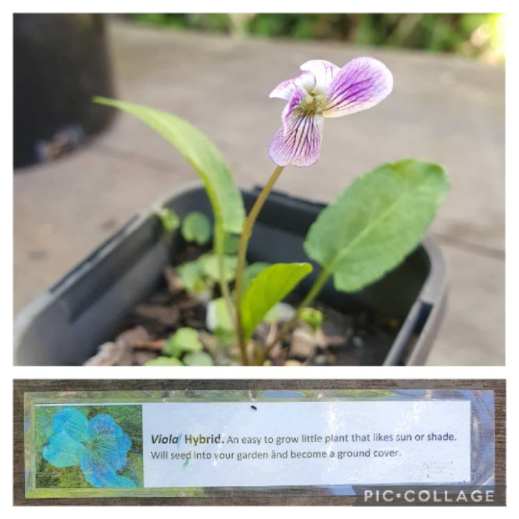 plant image 1688086