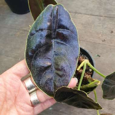 Jewel Alocasia 'Red Mambo'