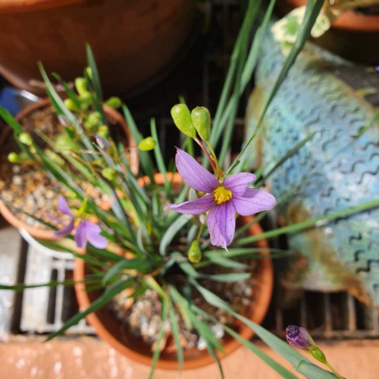 plant image 1690442 plant image 1690442