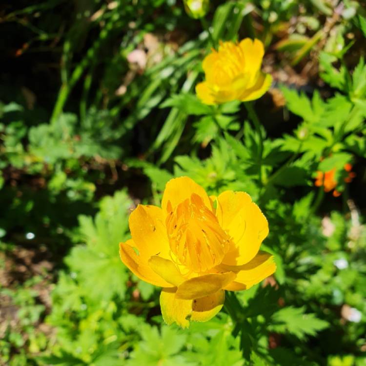 plant image 1690444