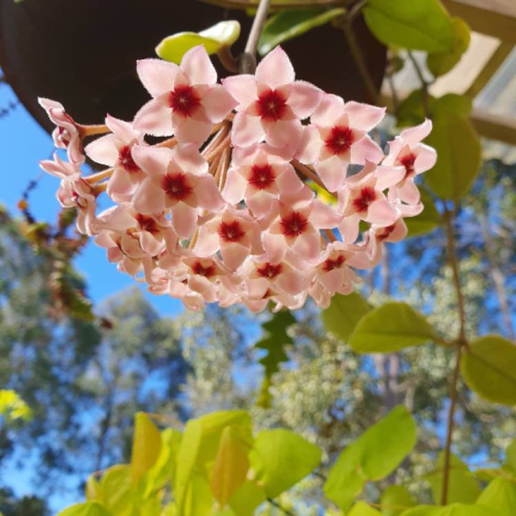 Plant image Hoya carnosa 'Krimson Queen' syn. 'Crimson Queen'