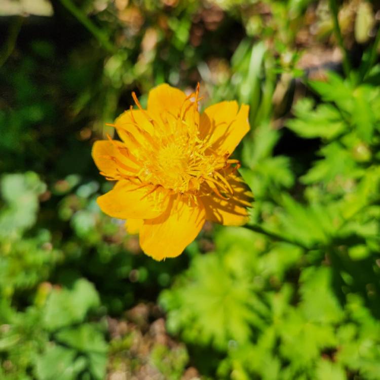 plant image 1691127