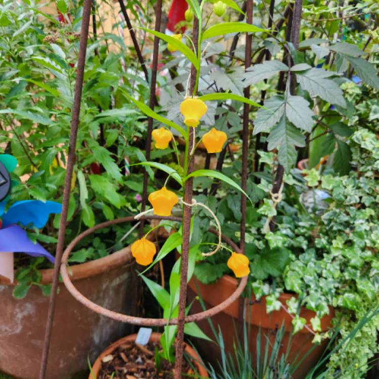 plant image 1694988 plant image 1694988