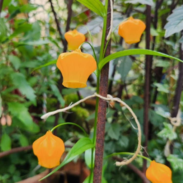 plant image 1694989 plant image 1694989