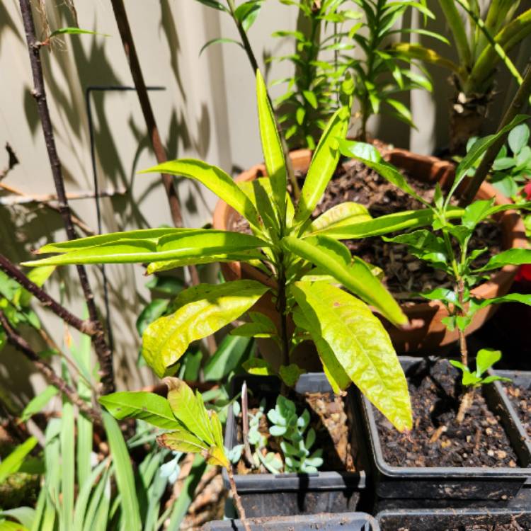 plant image 1696499