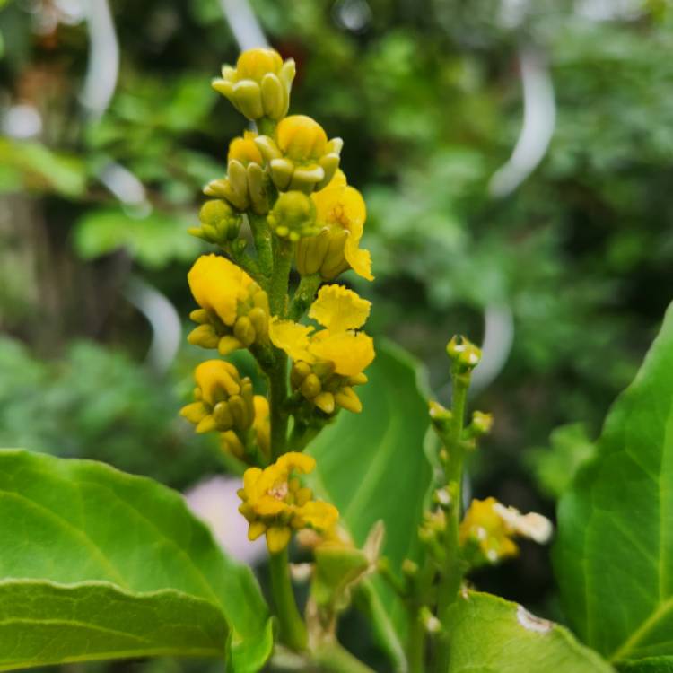 plant image 1697590