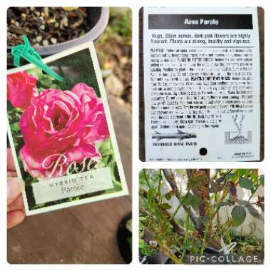 Rosa 'Korbilant' syn. Rosa 'Parole', Rosa 'Buxom Beauty', Rosa 'Garden Queen', Rosa 'Wanda Ferragamo', Rosa 'XXL', Rosa 'KO 91/1154-08'