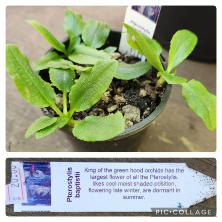 plant image 1705384