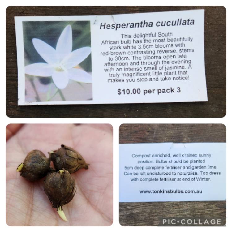 plant image 1705395