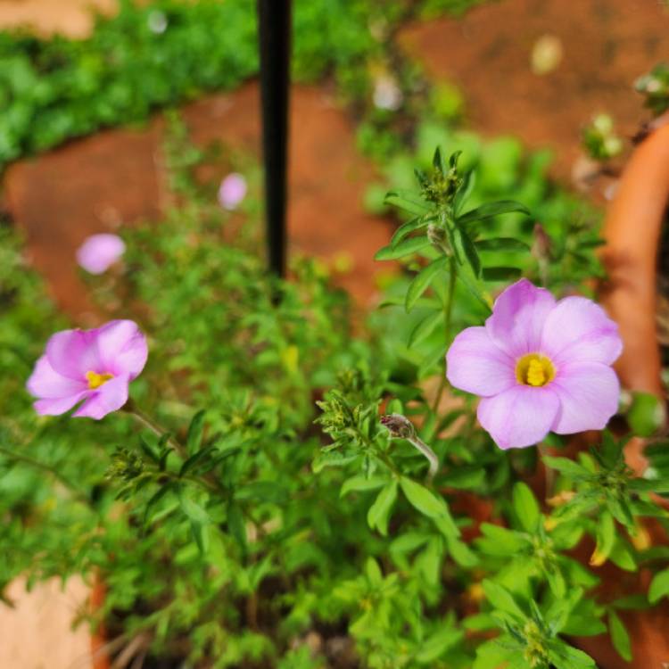 plant image 1709588 plant image 1709588
