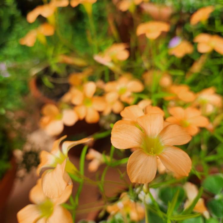 plant image 1709591 plant image 1709591