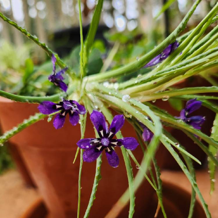 plant image 1718499