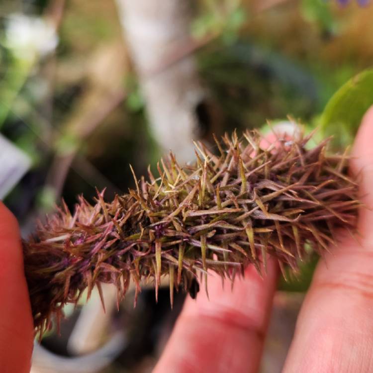 Plant image Pycnostachys urticifolia