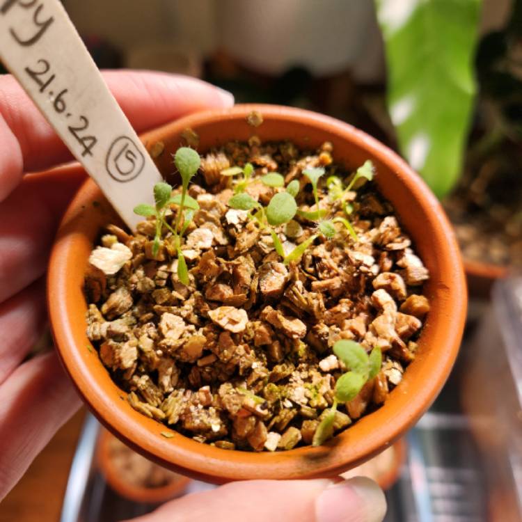 plant image 1721504