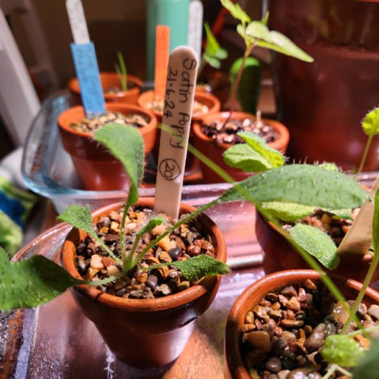 plant image 1725588