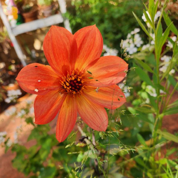 plant image 1727110